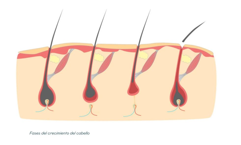 fases crecimiento pelo