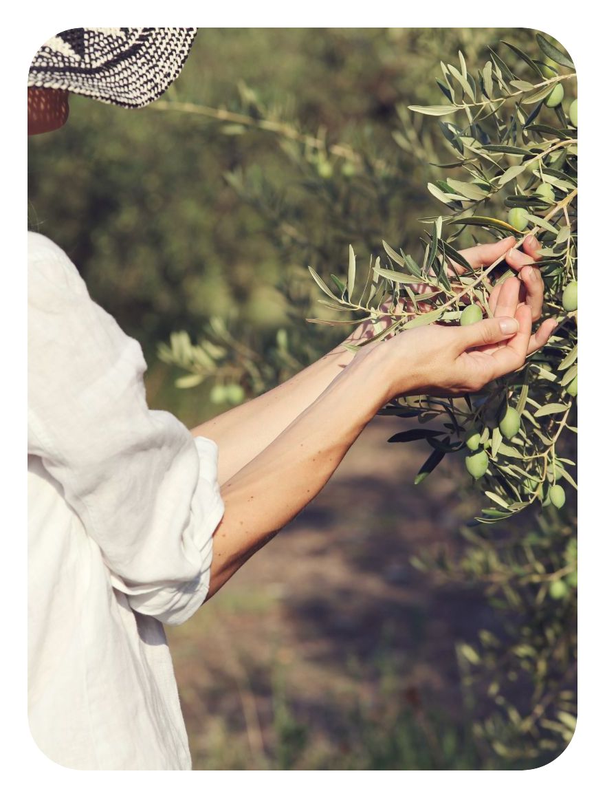 para que sirve el aceite de oliva en el cabello